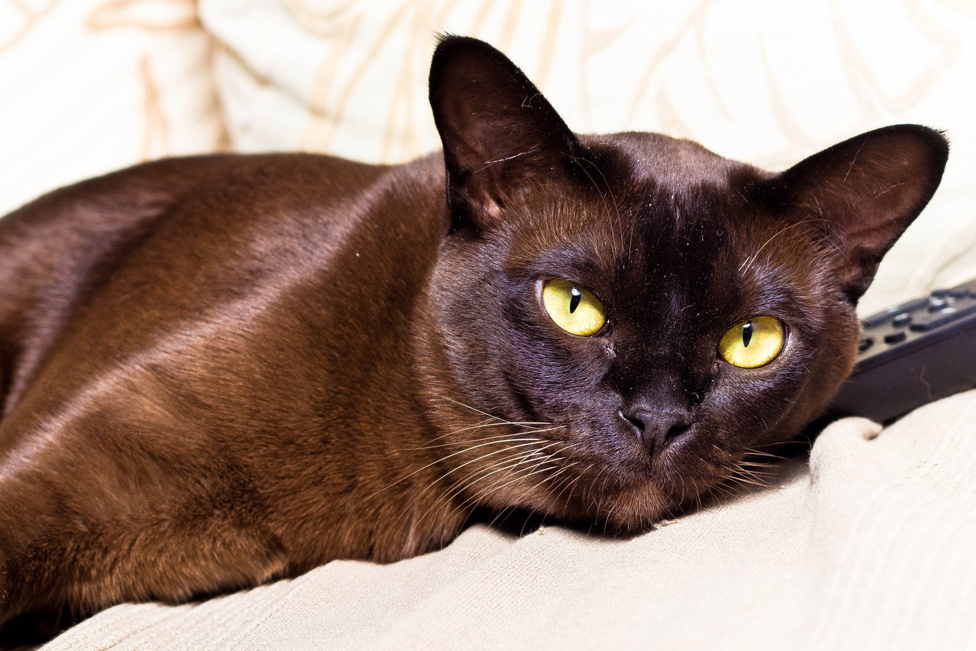 Порода с черно коричневым окрасом. Порода кошек Бурма. Бурманская короткошерстная кошка. Европейская Бурма. Шотландская Бурма.