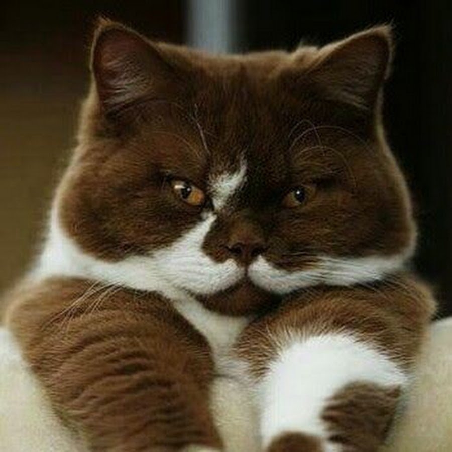 Британец биколор шоколадно белый