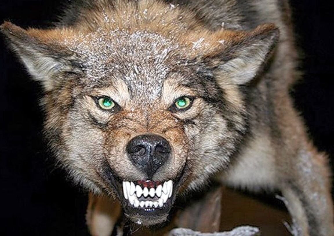 Гиеновидная собака сьая