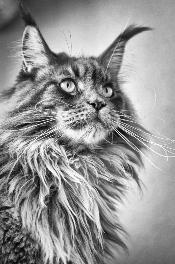 Рисунок Мейн куна