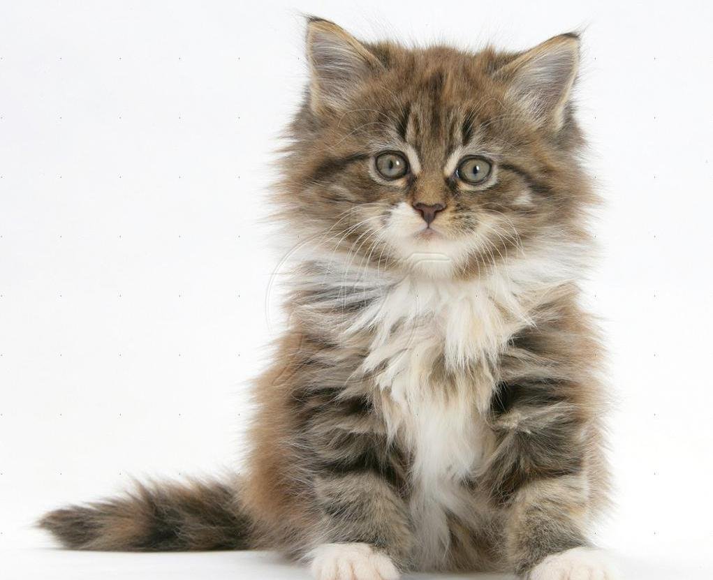 Норвежская Лесная кошка табби котенок