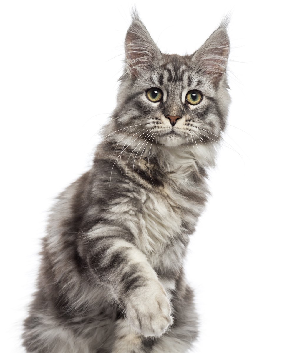 Мейн кун сидит