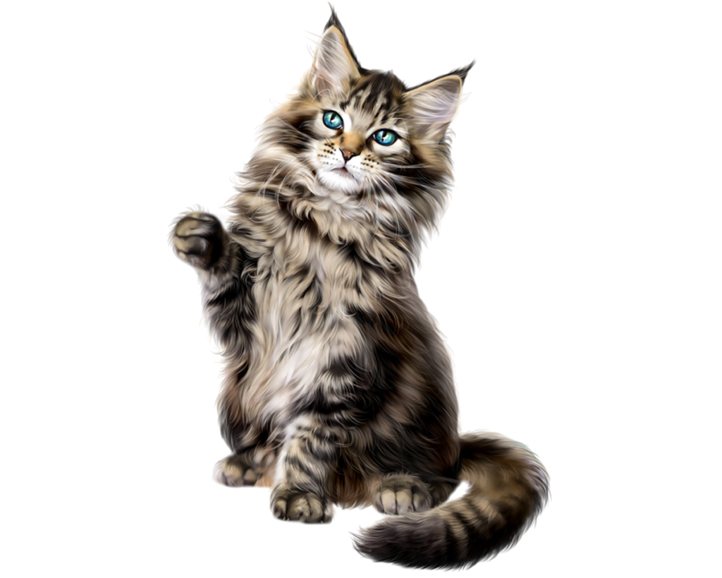 Мейнкун кот