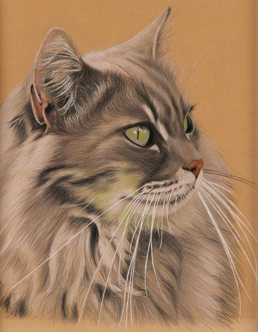 Сибирский кот арт