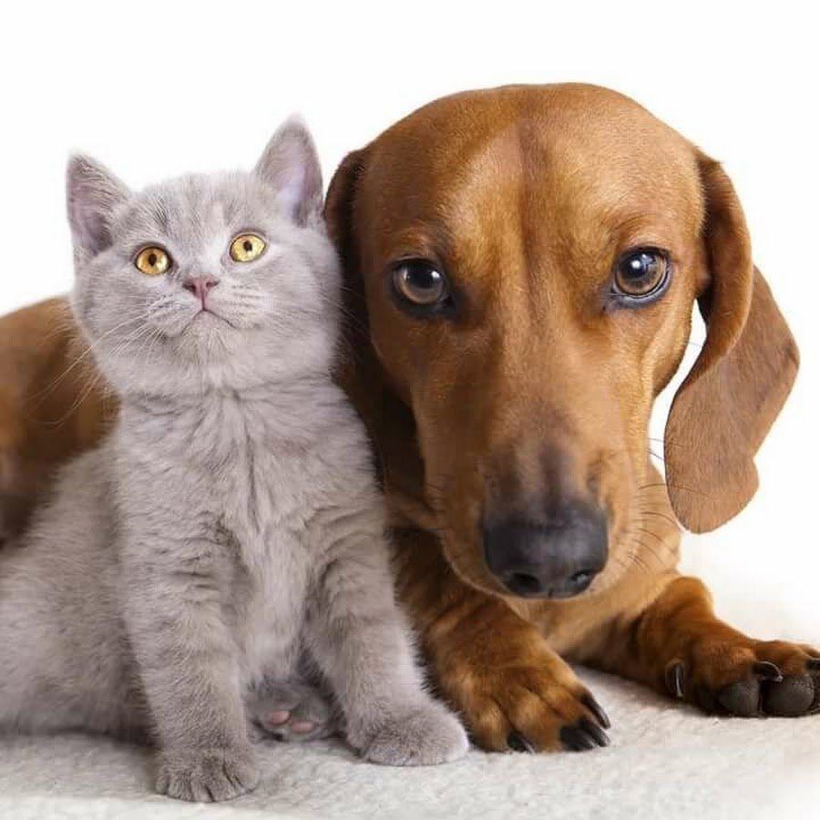 Породы кошек и собак