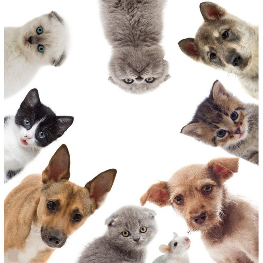 Много кошек и собак