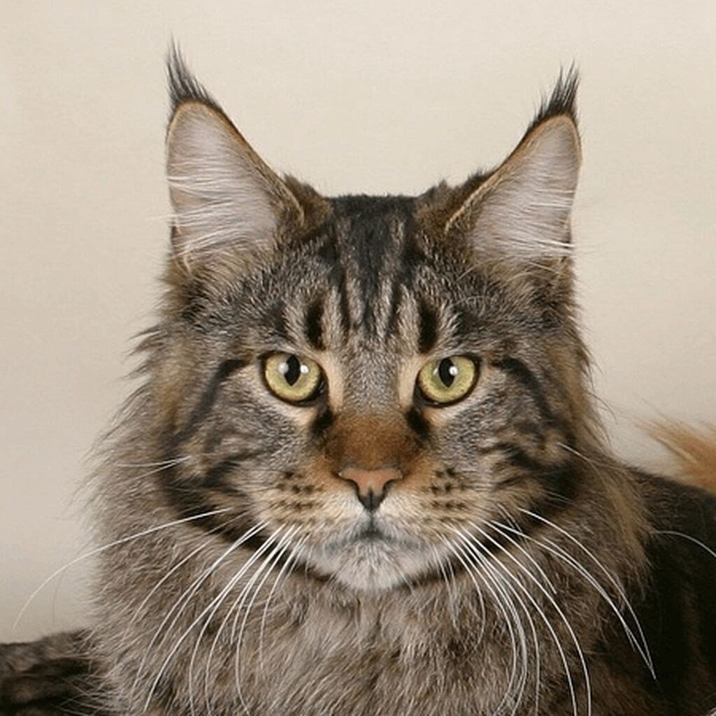 Стандарты морды Мейн куна