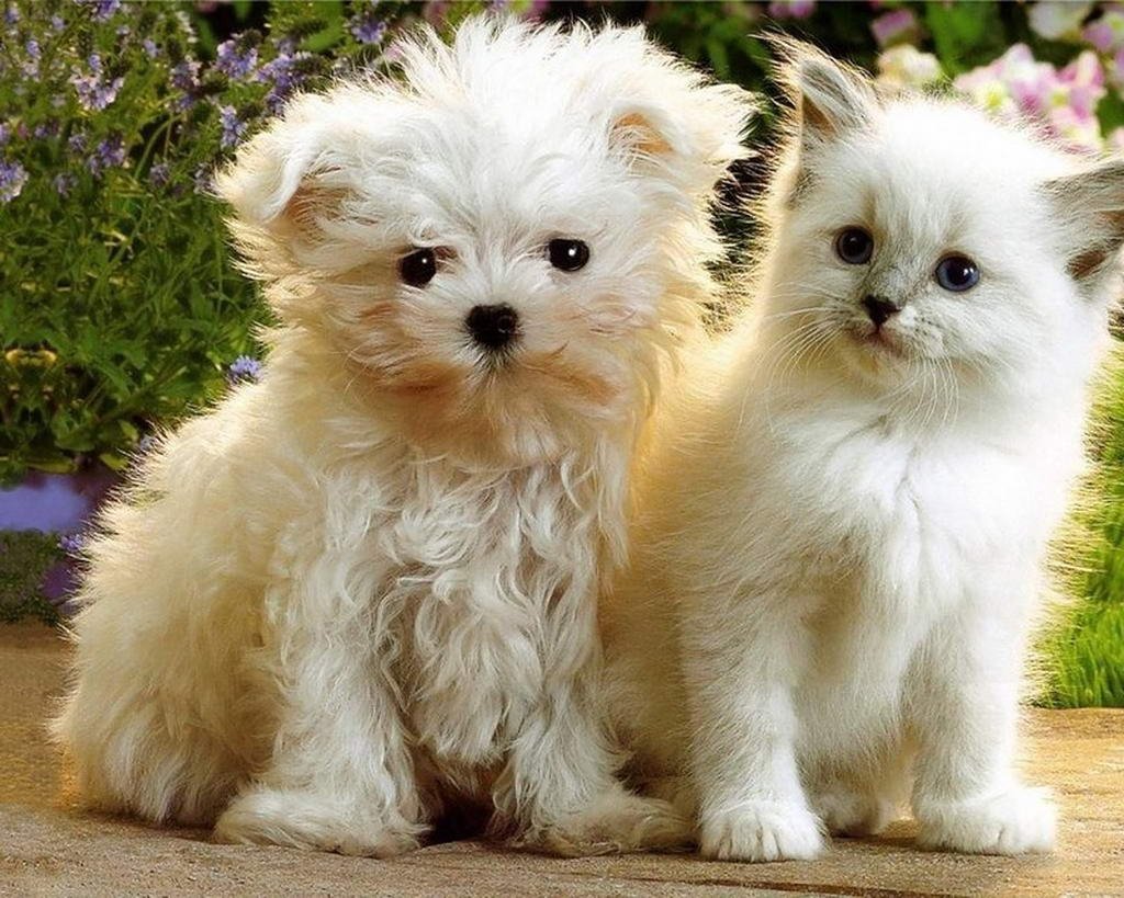 Кошечки-собачки мультсериал