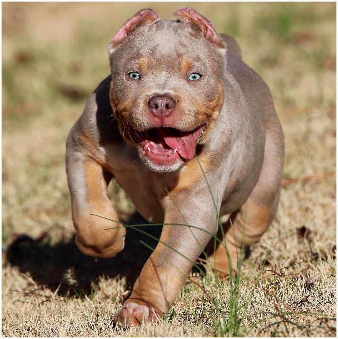 Лиловый Мерль американский булли