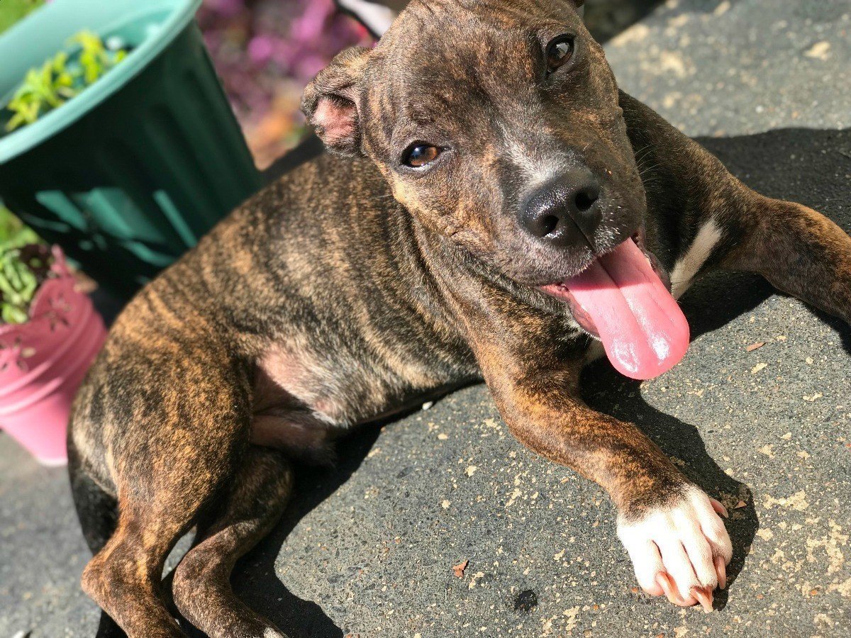 Американский питбультерьер тигровый