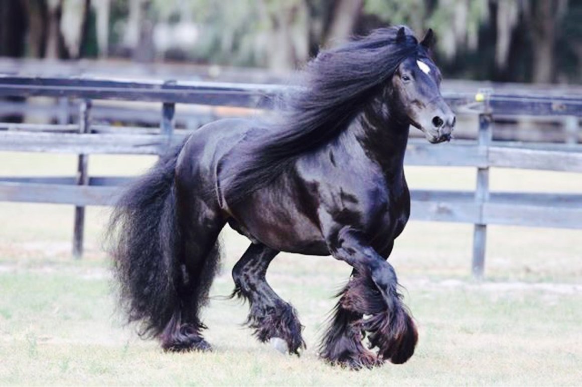 Тяжеловоз Першерон