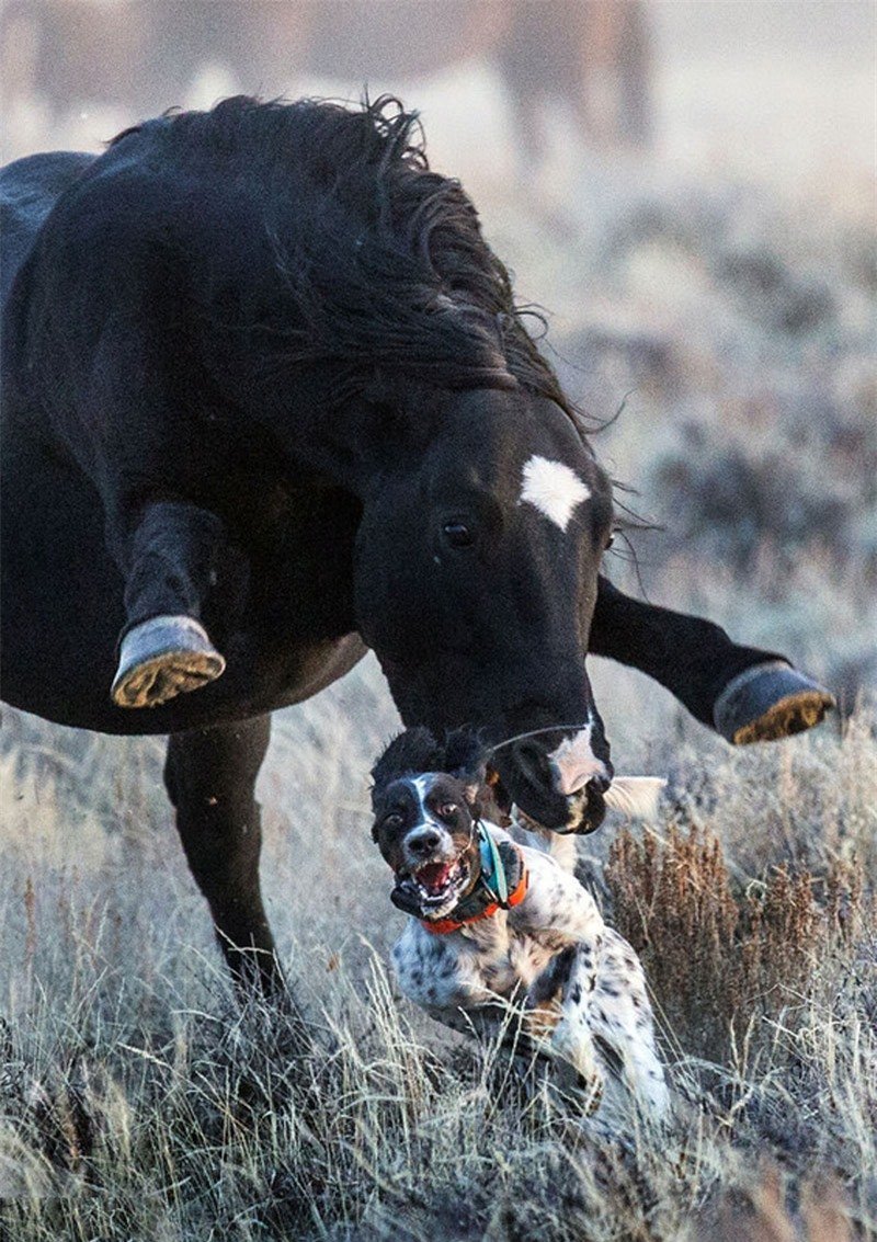 Самая дорогая лошадь