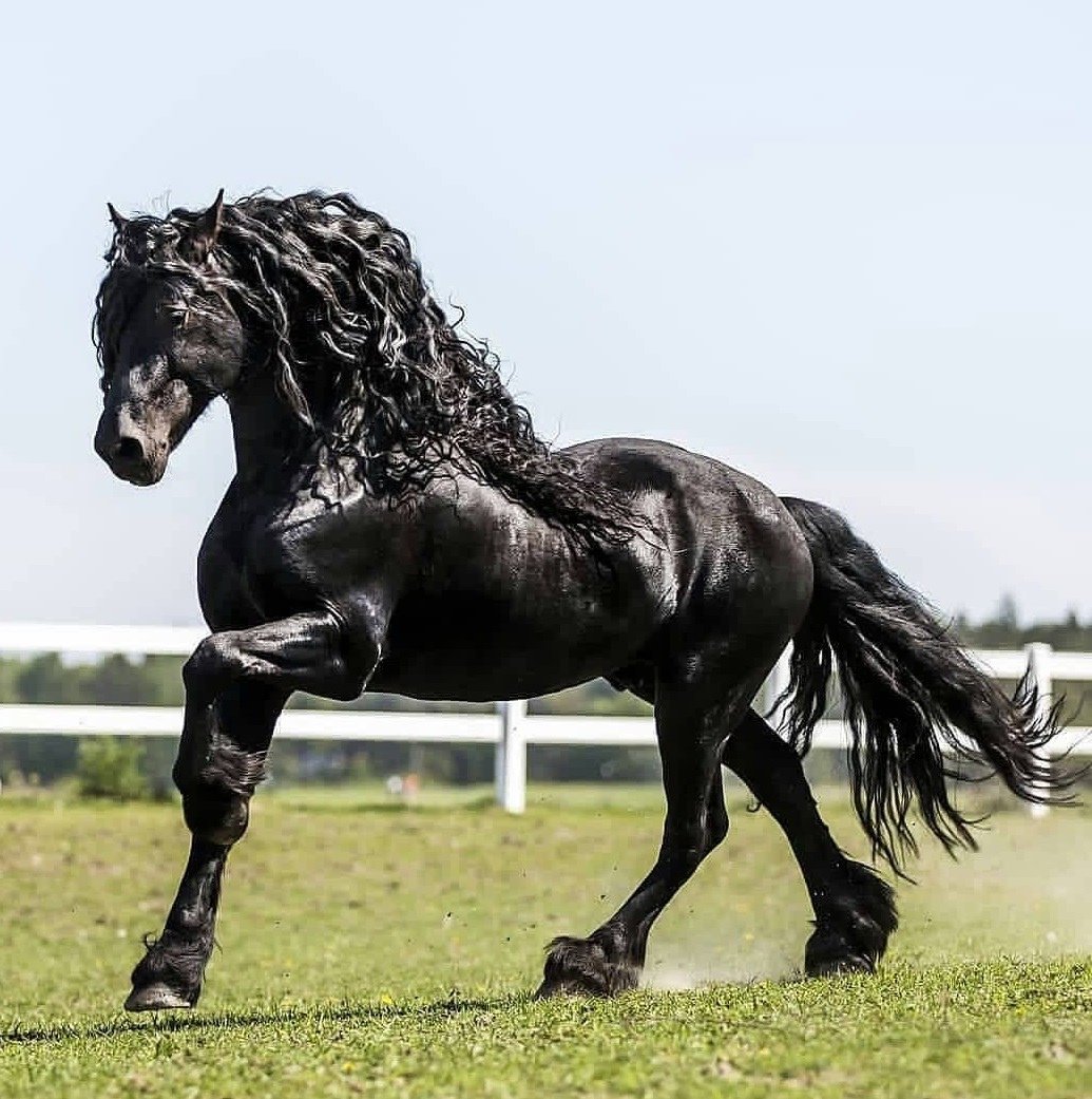 Накаченная лошадь