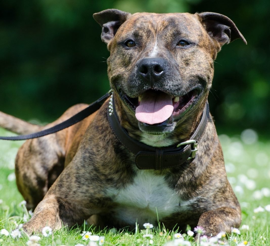 Ирландский стаффордширский терьер