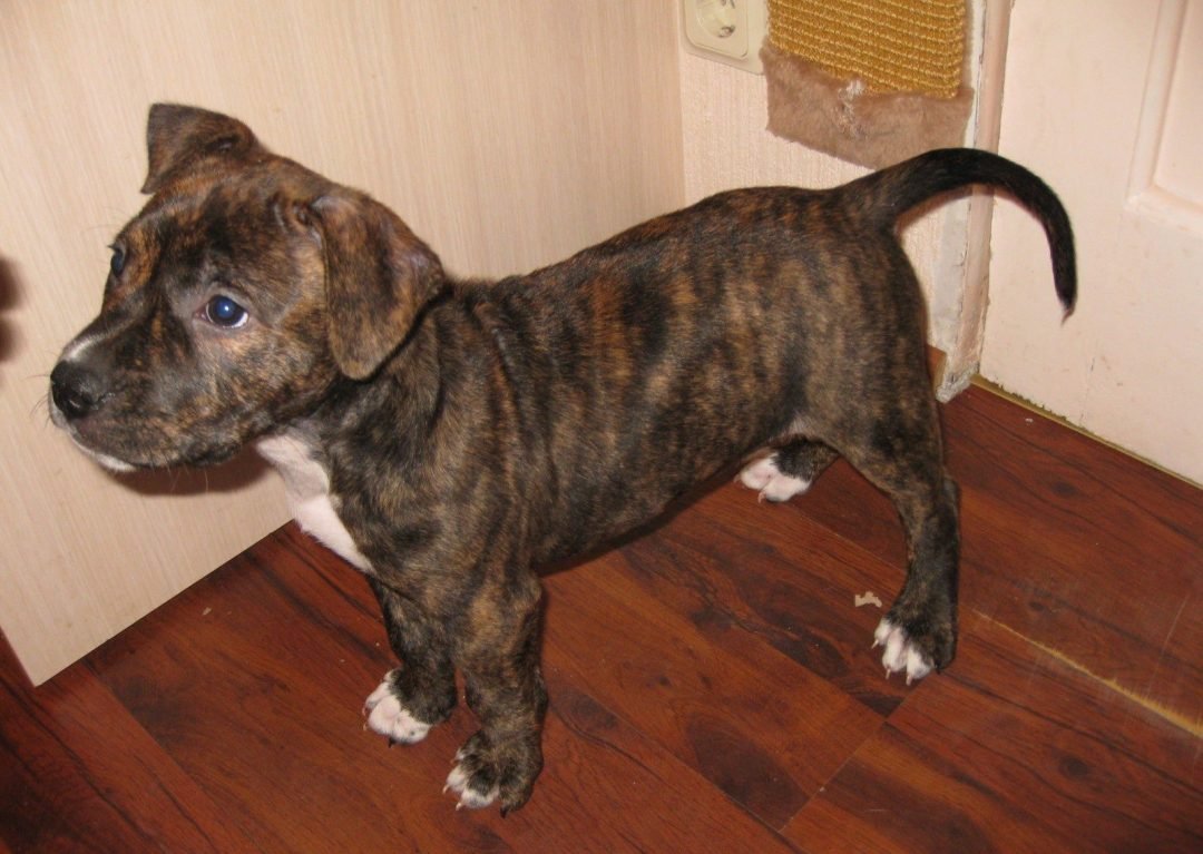 Американский стаффордширский терьер тигровый