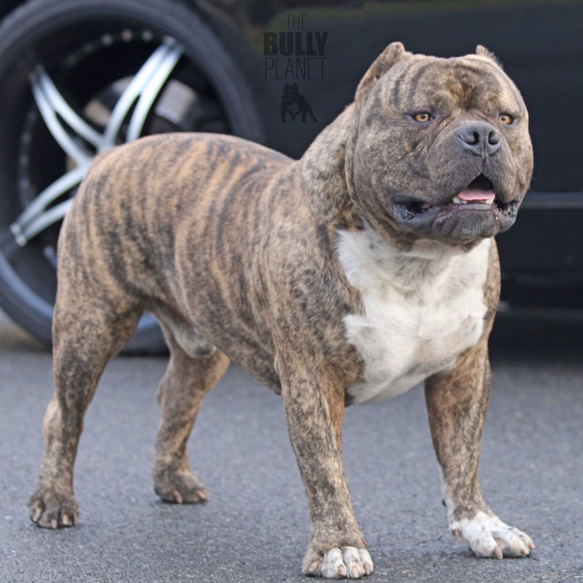 Американский булли Классик тигровый