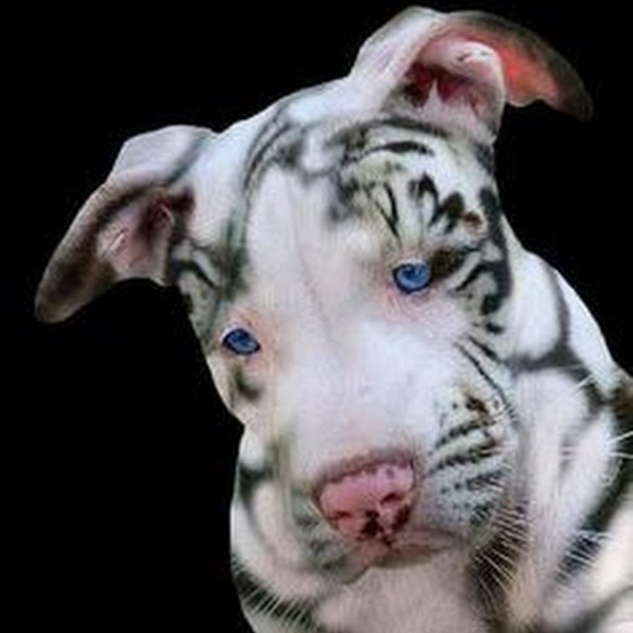 Тигровый питбуль альбинос