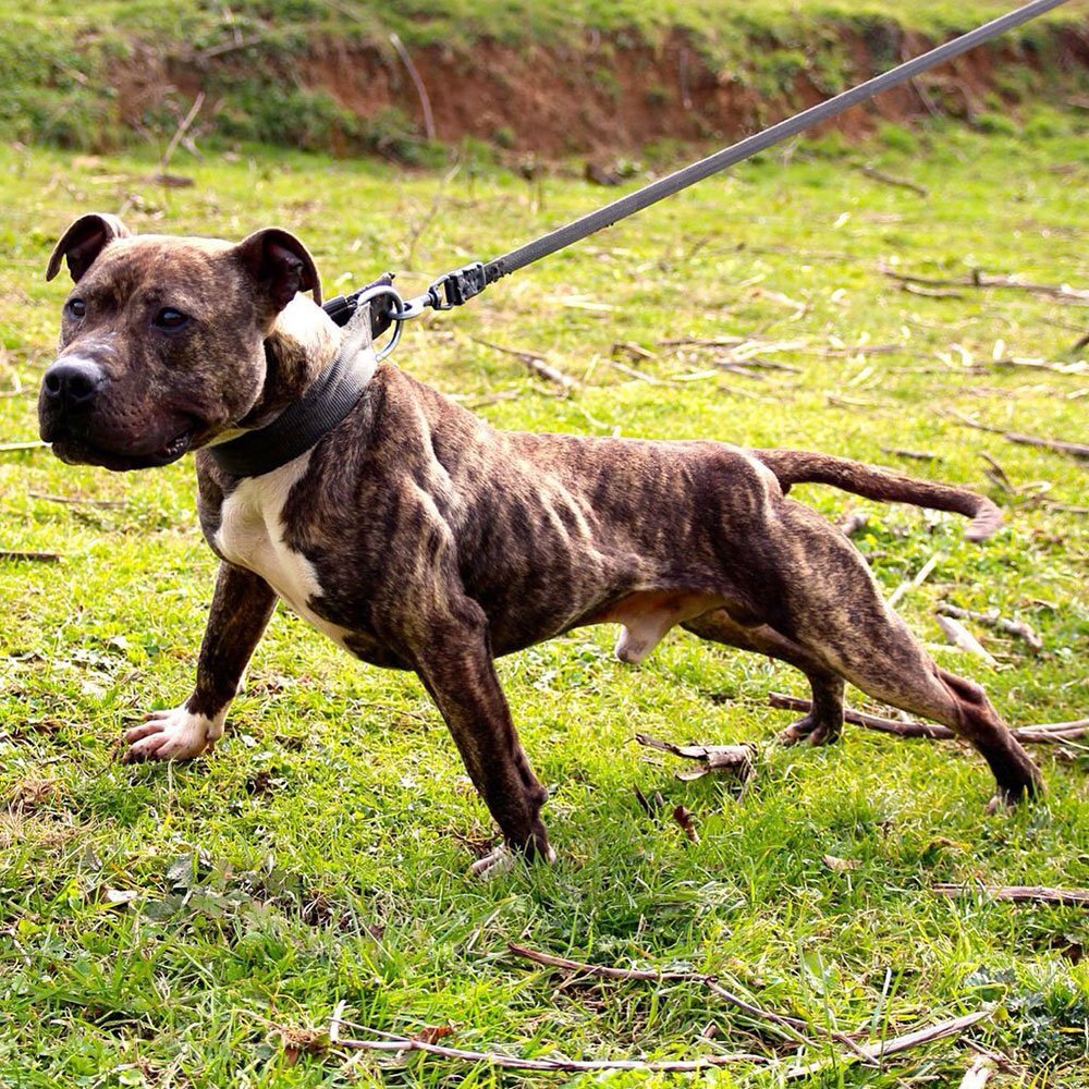 Американский стаффордширский терьер тигровый