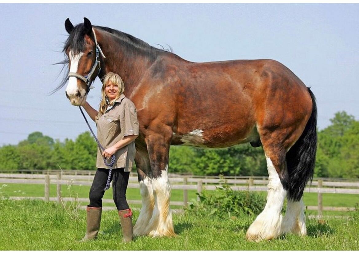 Породы лошадей Клейдесдаль