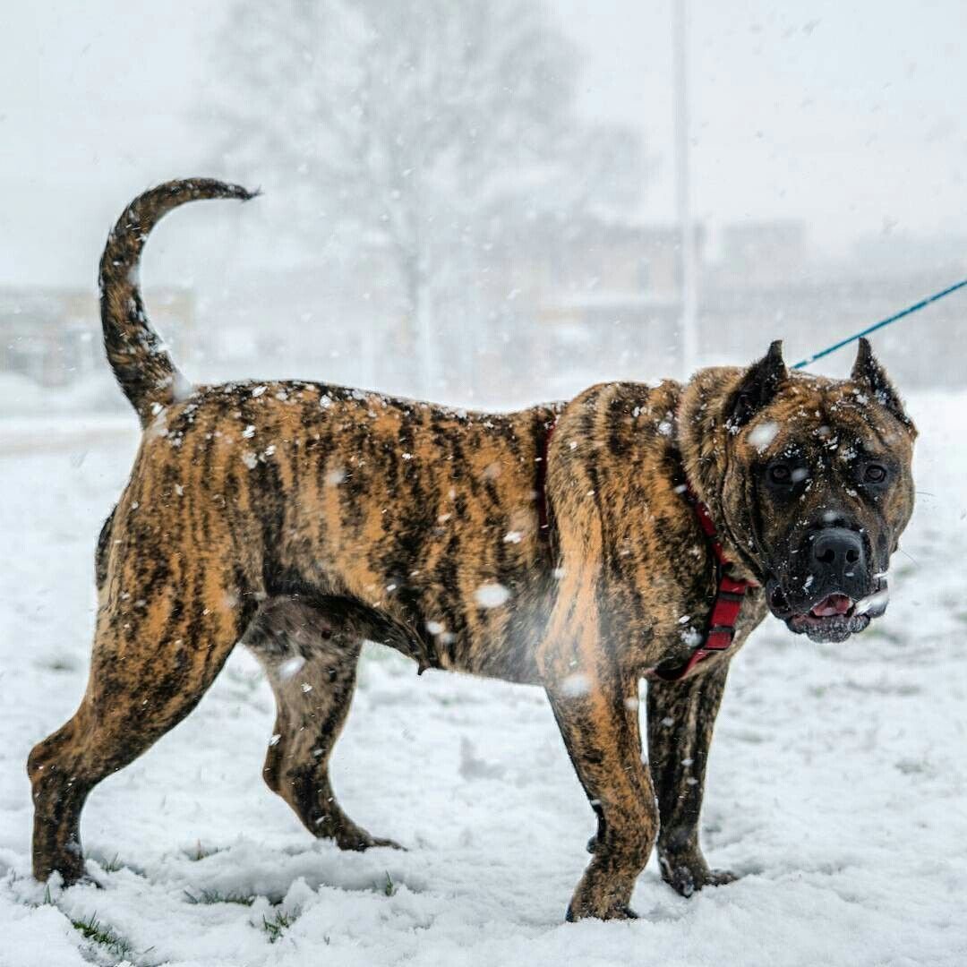 Presa Canario порода собак