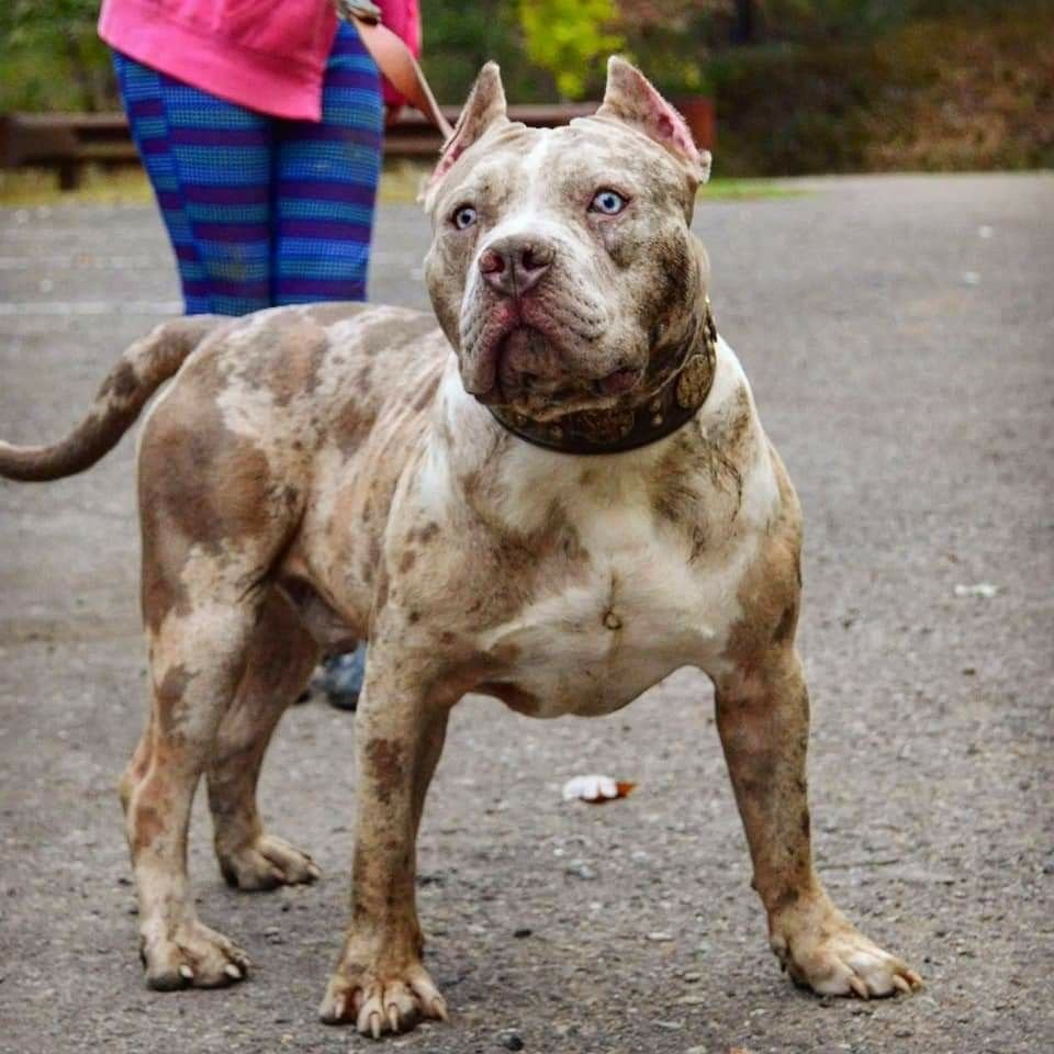 Амстафф Мерль