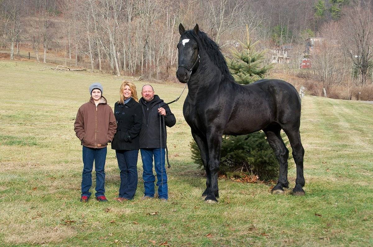 Шайр лошадь Самсон