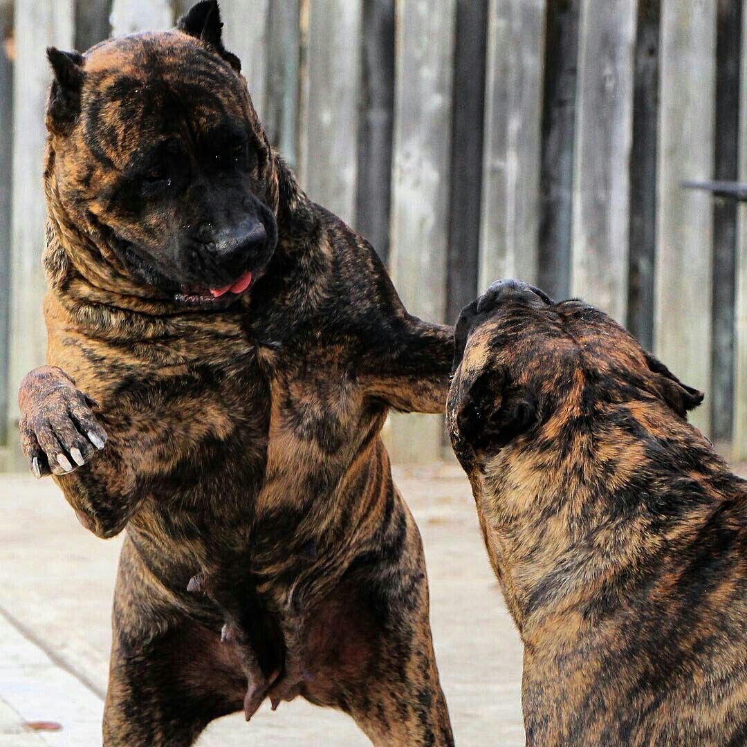 Кане Корсо тигровый