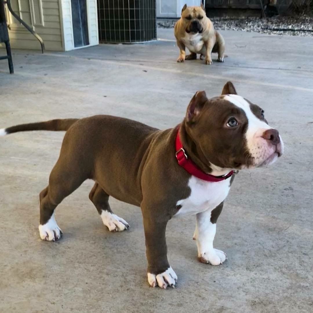 Коротколапый питбуль