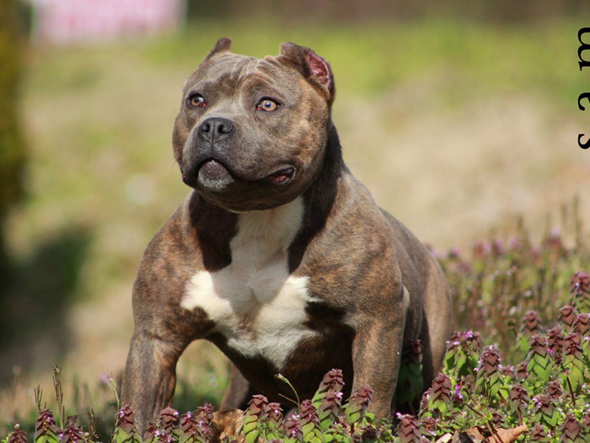 Стаффордширский терьер булли