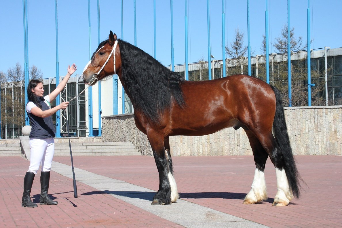 Фризский конь Фридрих Великий