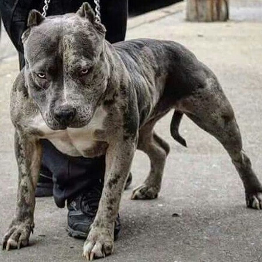 Американский питбультерьер Мерль