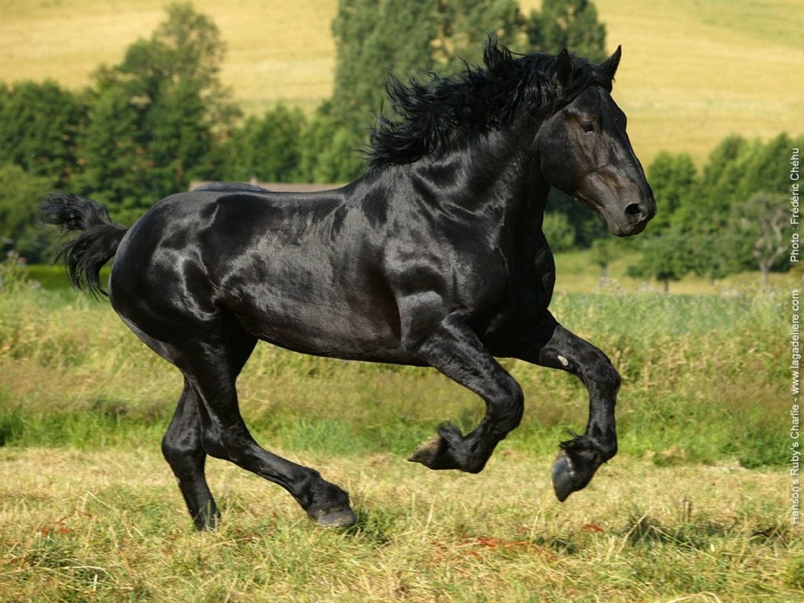 Драмхорс порода лошадей