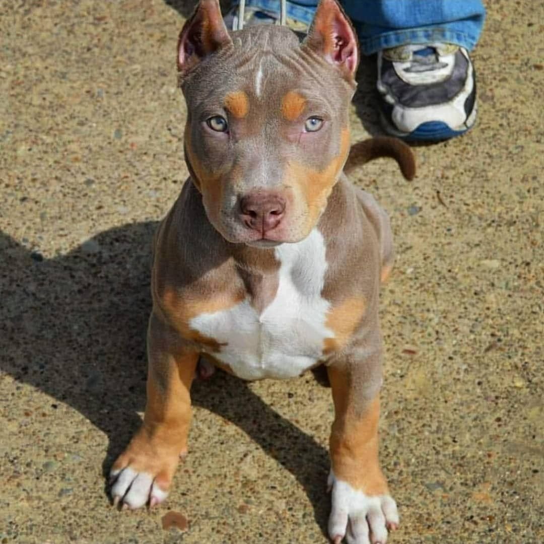 Американский стаффордширский терьер подпалый