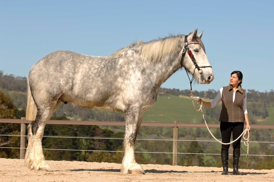 Огромная лошадь