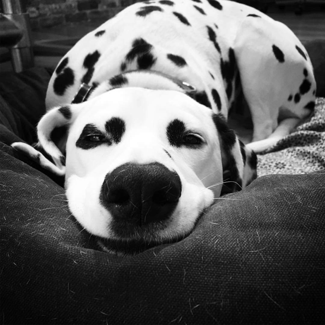 Слип далматинец