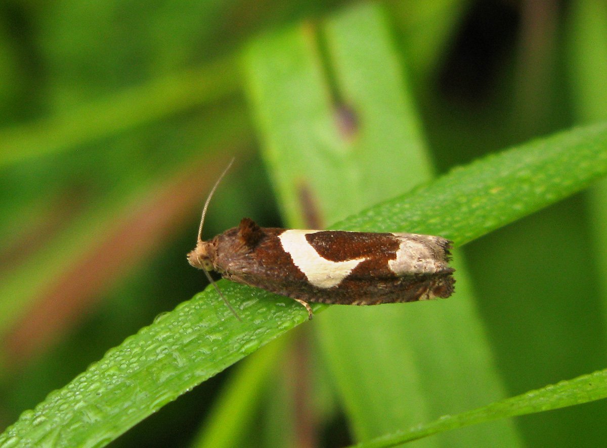Семейство листовертки Tortricidae