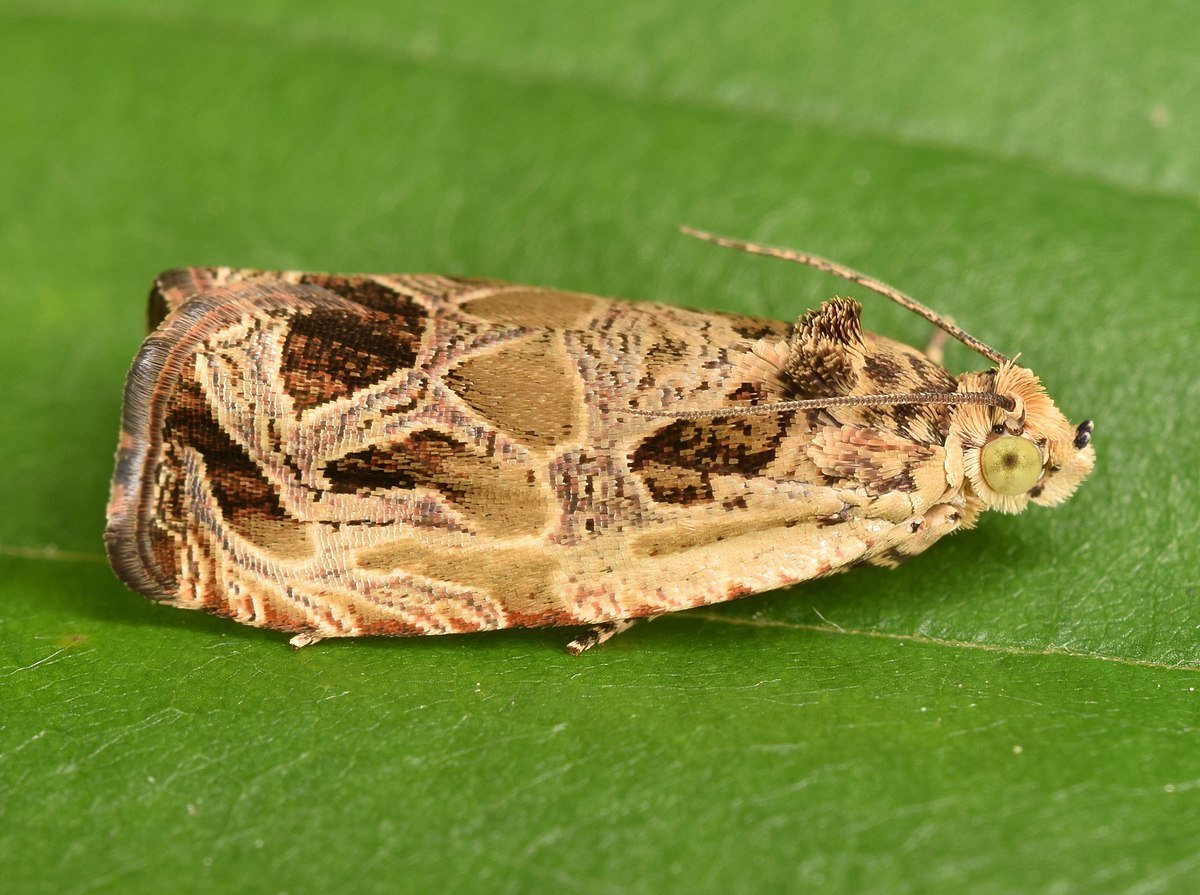 Злаковая листовертка