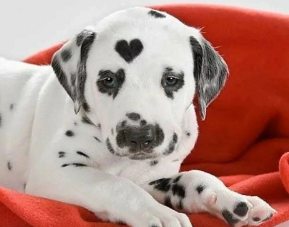 Собаки с окрасом далматинца