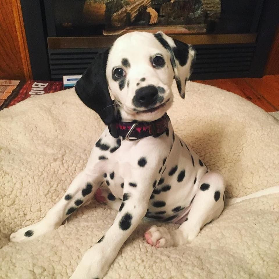 Щенки далматинец такса