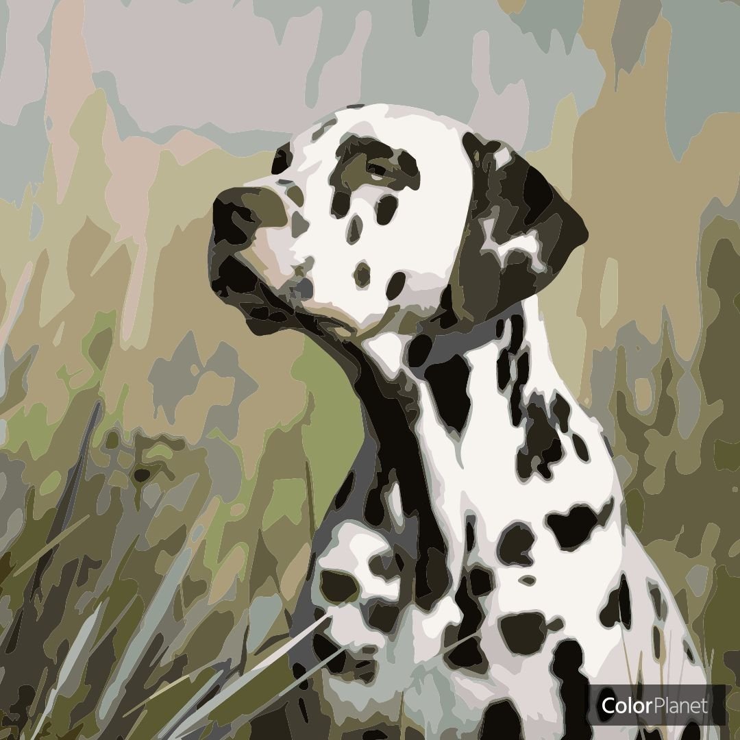 Далматин стандарт породы FCI