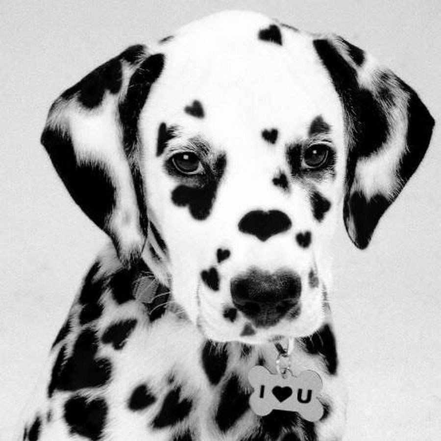 Собака далматинец