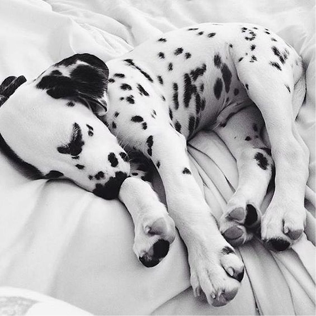 Далматин миниатюрный