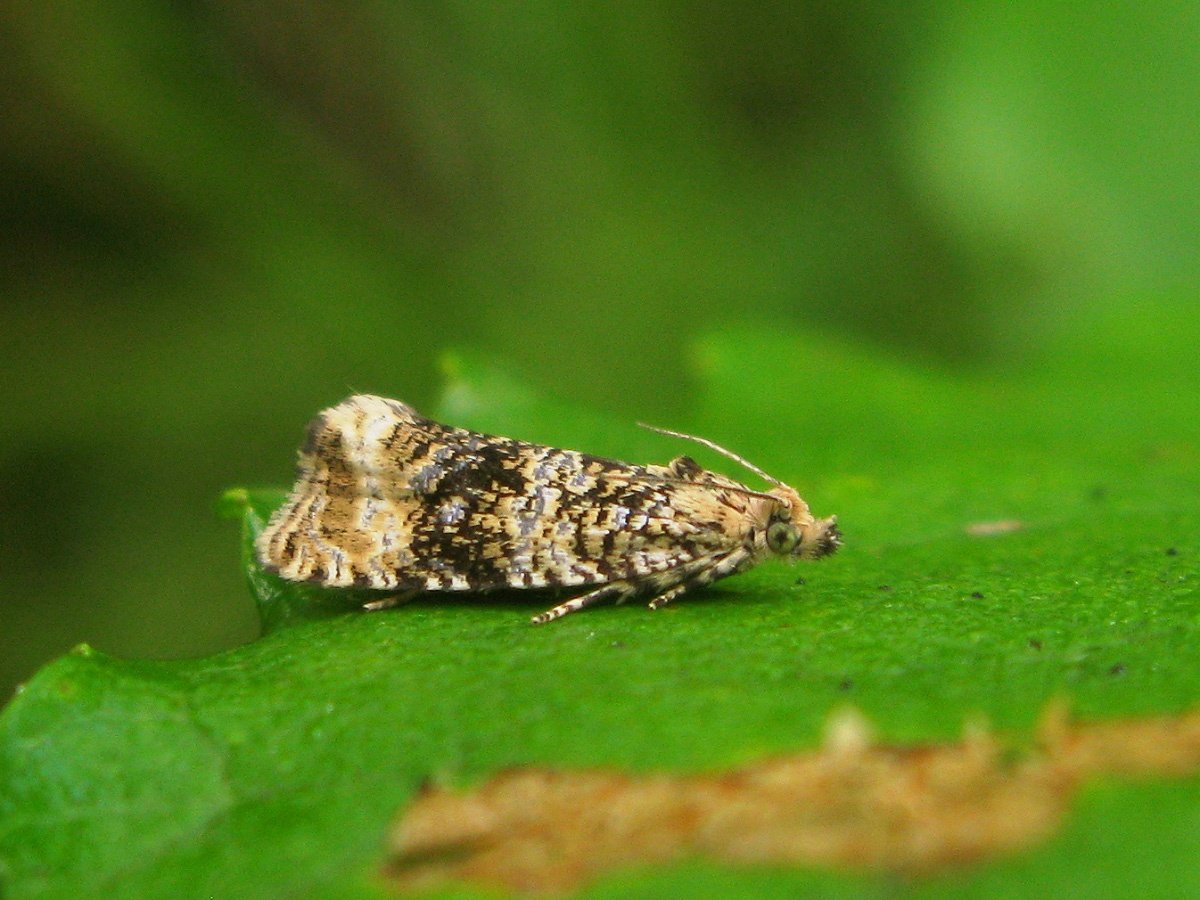 Гусеница на листике