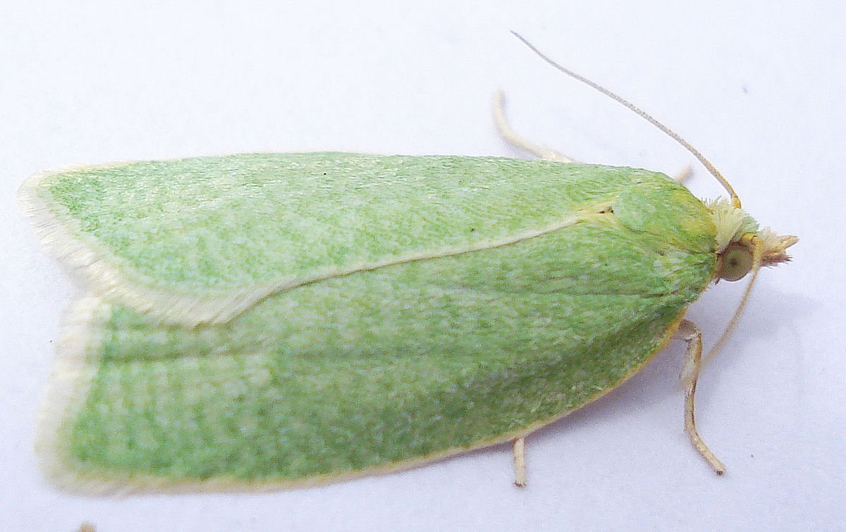 Гусеница бабочки пяденицы