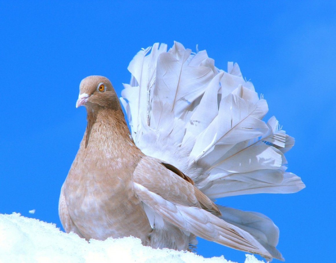 Дорогие голуби