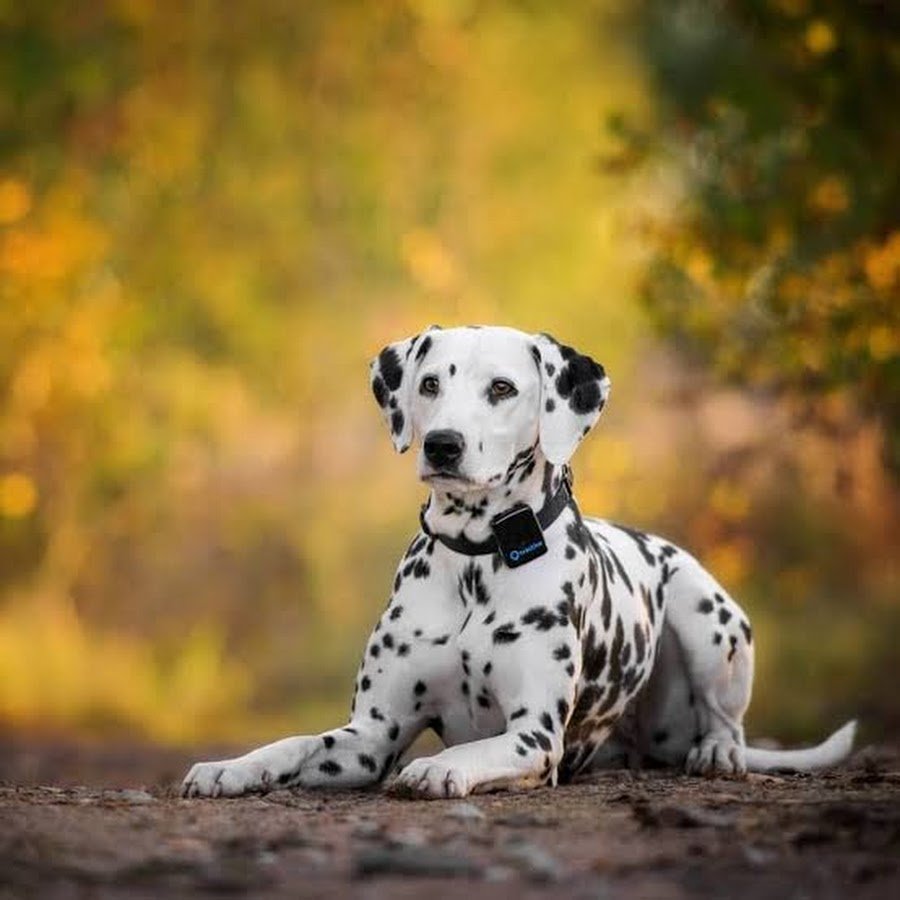 Далматин лежит