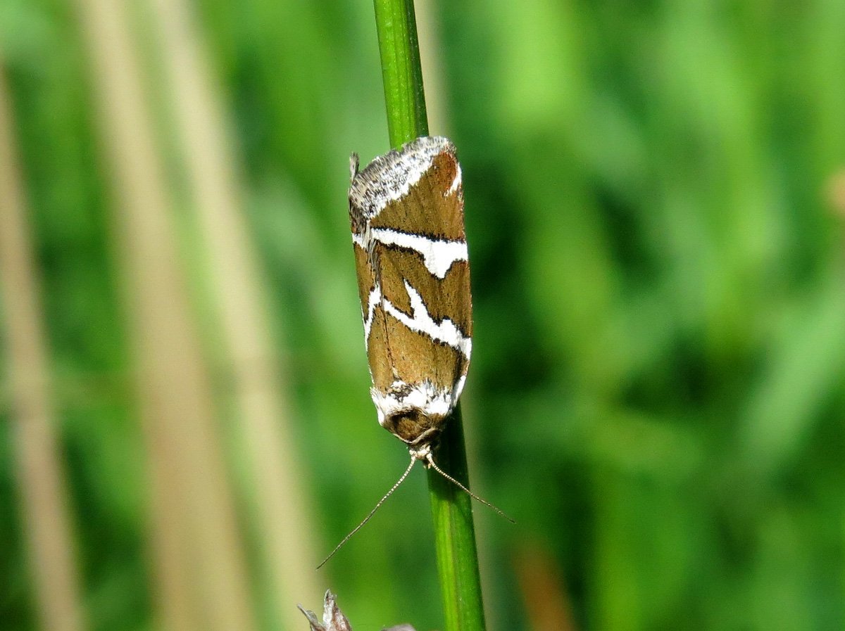 Листовёртка еловя