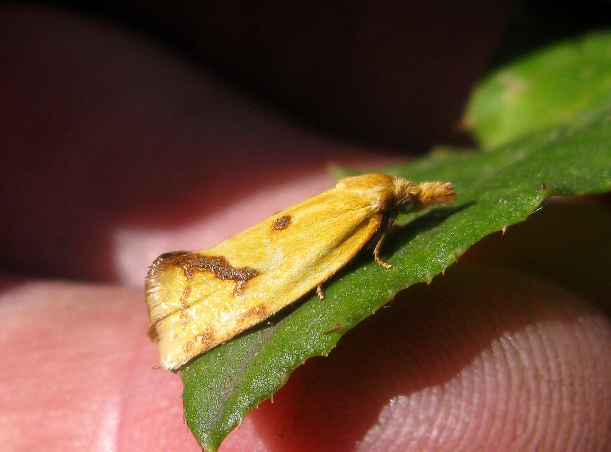 Серая Лиственничная листовертка