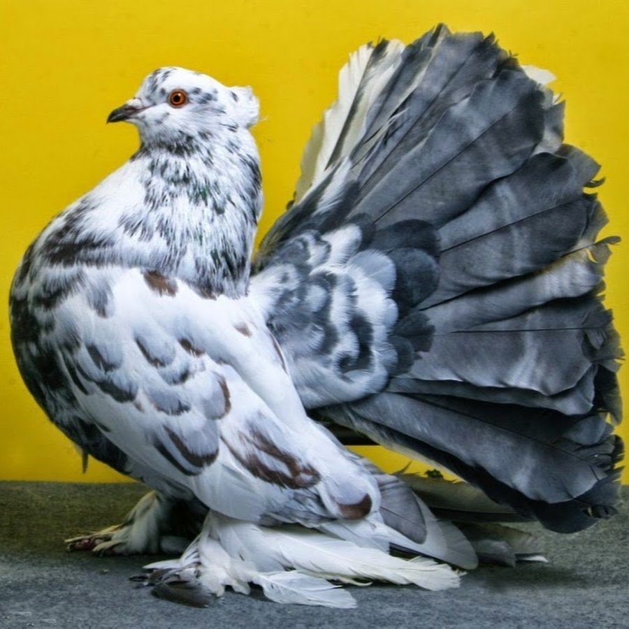 Голубь породы Бонрепо