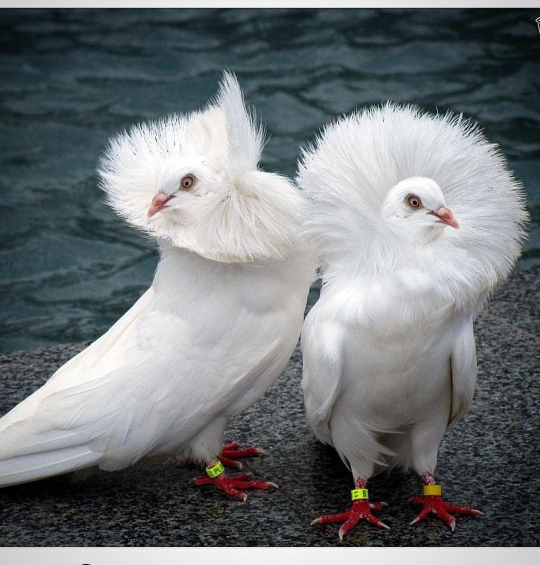 Голубь якобинец